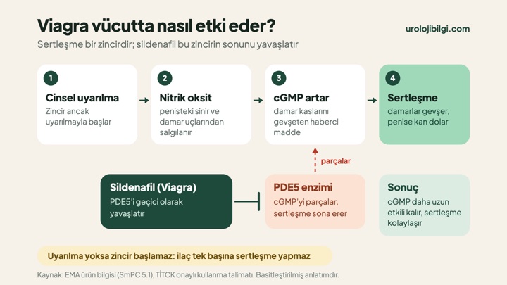 Viagra vücutta nasıl etki eder? (grafik önizlemesi)